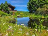 Teich - 