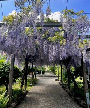 Pergola - 