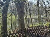 Blick zum Teich - 