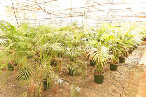 Gewächshaus mit Bewässerung in zwei Ebenen - 