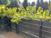 Balkon DG - 
