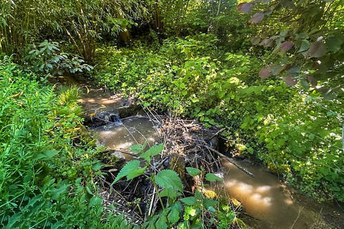 Kleiner Bach der durch den Garten fließt - 