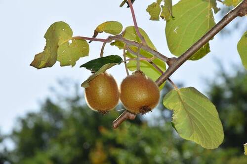 Kiwi - 
