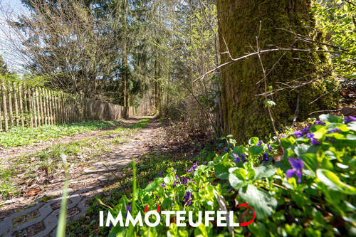 Waldweg - 