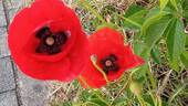 Bild 18 - 