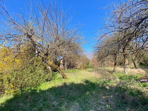  ... mit Obstbaumbestand - 