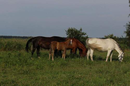 Pferdehof in der Nähe - 