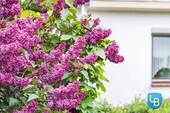 Gartendetails - 