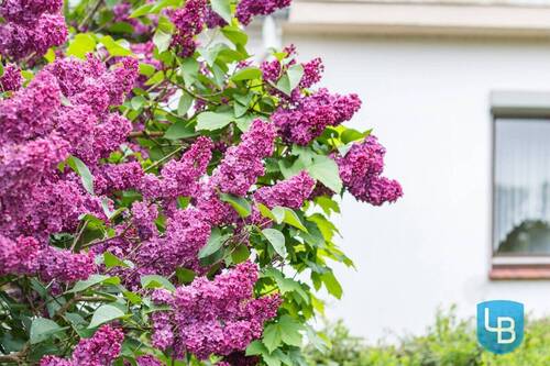 Gartendetails - 