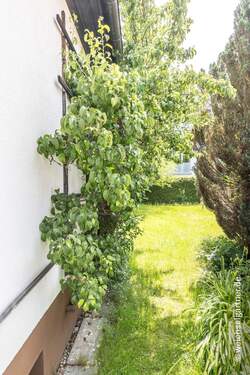 Eingewachsener Garten - 