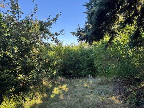 Aufwuchs im Garten 1 - 