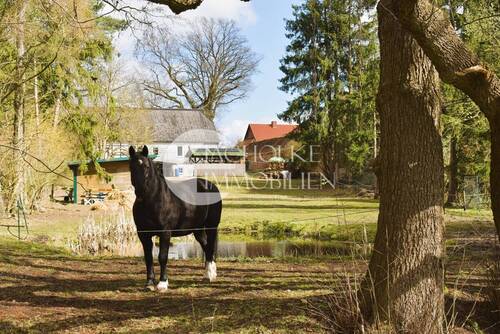 Pferdewiese - 