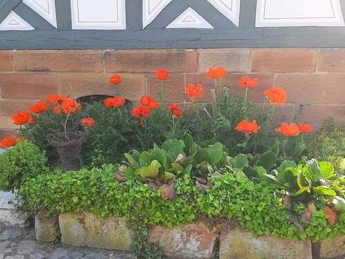 Sommerimpressionen - 