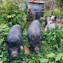 Bild 15 - 