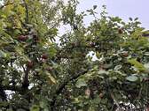 Apfelbaum - 