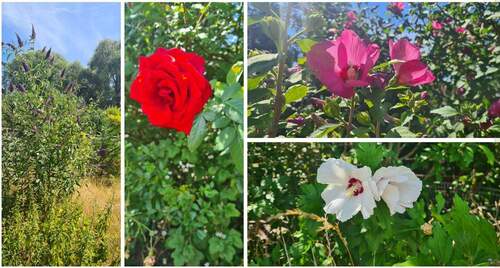 schöner Blumenbestand im Garte - 