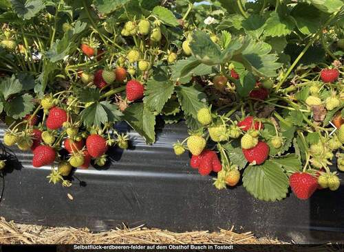 selbstfück Erdbeerfelder Busch - 