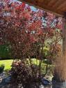 Blick zum Garten - 