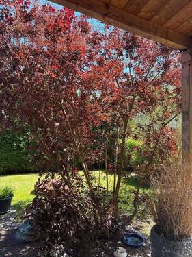Blick zum Garten - 