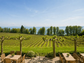 Südterrasse mit Platanen - 