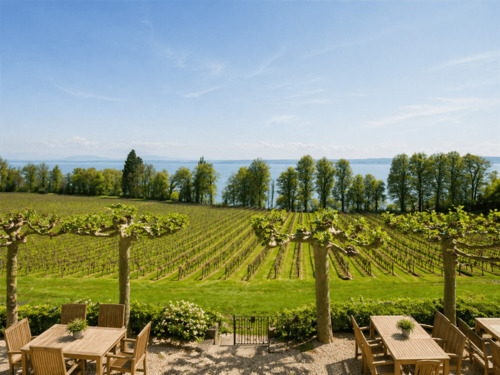 Südterrasse mit Platanen - 