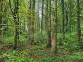 Wald - 