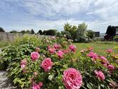 Gartenimpressionen - 