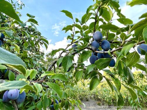 Reiche Ernte - 