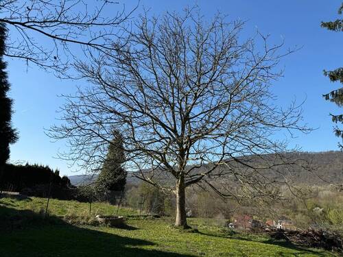 Imposanter Wallnussbaum - 