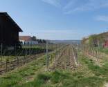 Blick angrenzende Weinberge - 