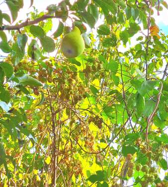 Birne an vorhandenem Obstbaumbestand - Grundstück zum Kaufen in Wustermark