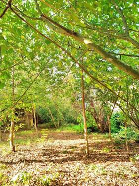 Grundstück mit Baumbestand - Grundstück in Wustermark
