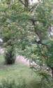 Innenhofgarten2.jpg - 