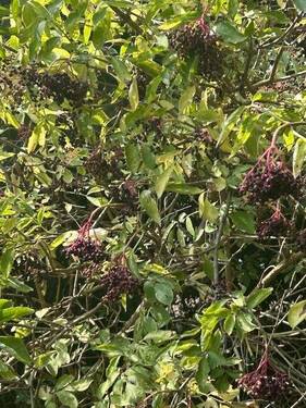 Holunder im Garten - 