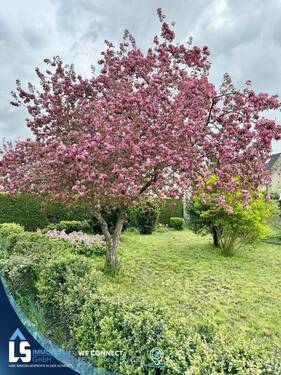 IMG_1098 - Grundstück in Osterburg (Altmark)