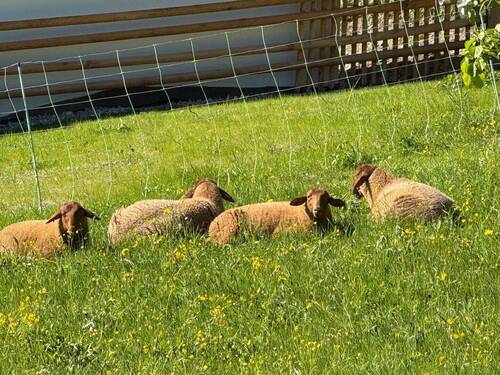 Idylle 1 Gehminute entfernt - 