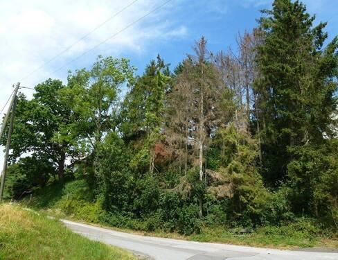 Grundstück Menden-Asbeck vor der Baumrodung - Grundstück zum Kaufen in Menden