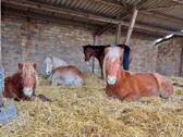 Bild 8 - Einfamilienhaus zum Kaufen in Willebadessen