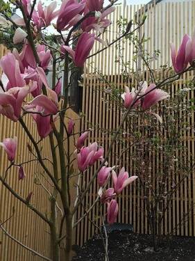 Garten - 2 Zimmer Terrassenwohnung zur Miete in Fürth