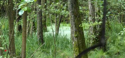 Ansicht - Grundstück in Bestensee zum Kaufen