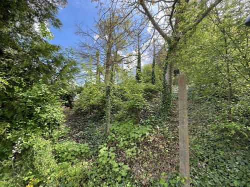 Vegetation - 