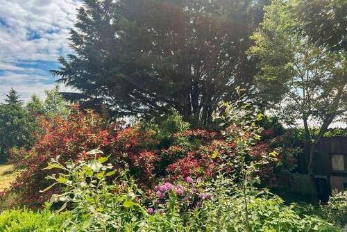 Blühende Stauden im Sommer - 