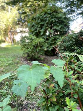 Im Grünen - Wohnung in Essen Bedingrade - 620,00 EUR Kaltmiete, ca.  73,40 m² Wohnfläche