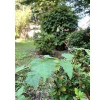 Wohnung in Essen Bedingrade - 620,00 EUR Kaltmiete, ca.  73,40 m² Wohnfläche in Essen / Bedingrade (PLZ: 45359)