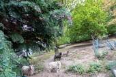 Hier weiden bereits Schaafe - 