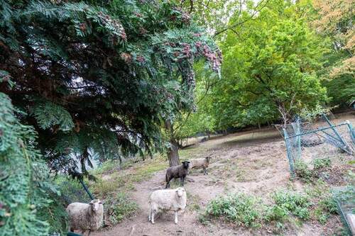 Hier weiden bereits Schafe - 