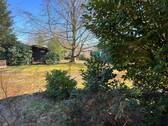 Alter Baumbestand - 