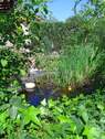 Gartenteich - 