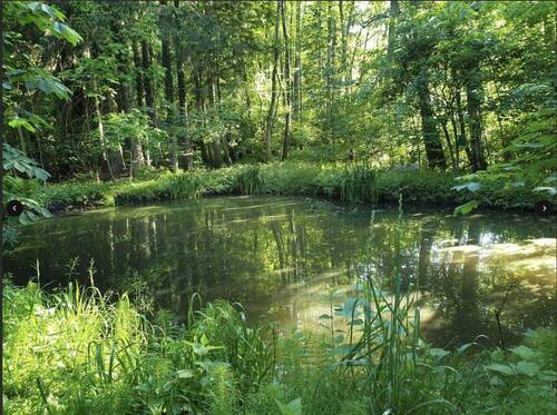 Quelle Teichanlage - 