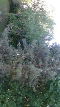 gepflegte Grünanlage - 